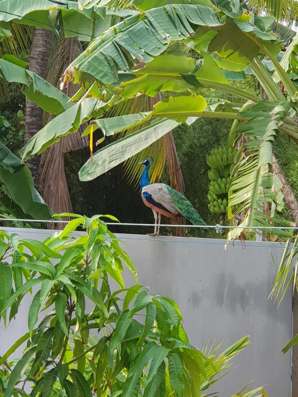 My Whales Guest House Banduramulla المظهر الخارجي الصورة